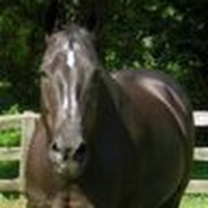 Meet your Posher, Priscilla